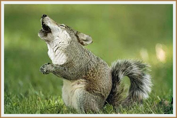 Собрание зверей в лесу. Такие же как звери. Разные животные. Живые сказки. Такие же как звери.