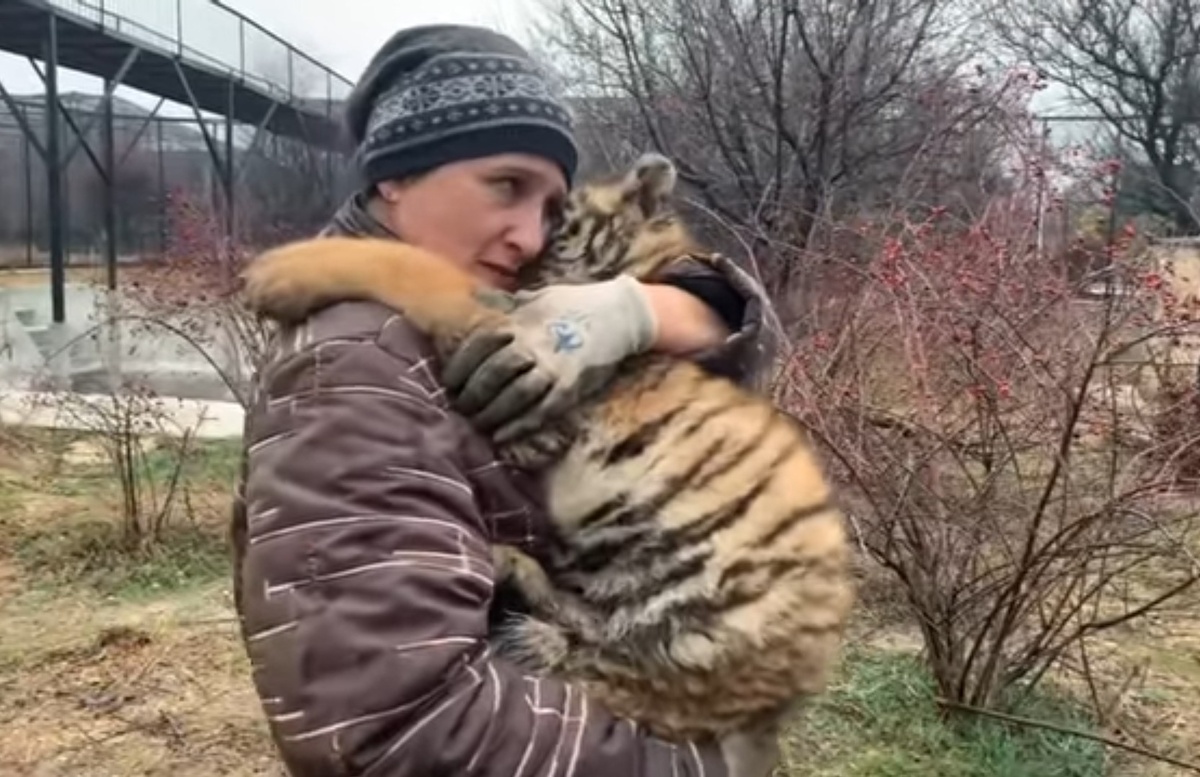 Леокадия спасла тигрёнка, который запутался в ветках кустарника. 