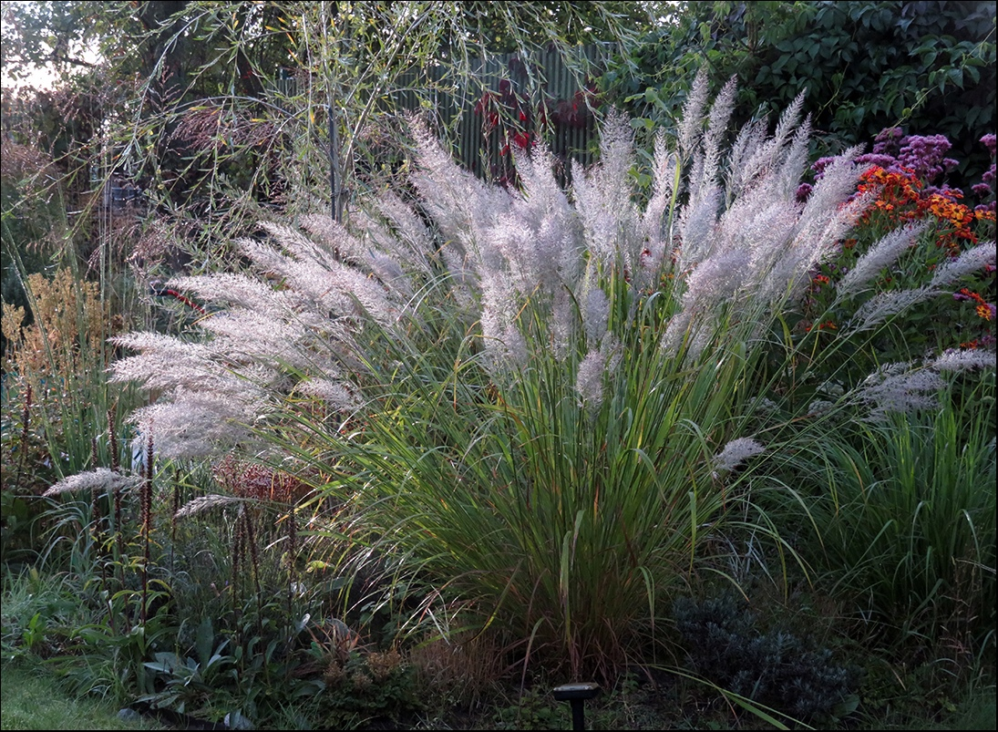 Сад и фото Е.Скибицкой, vk.com/id59085448