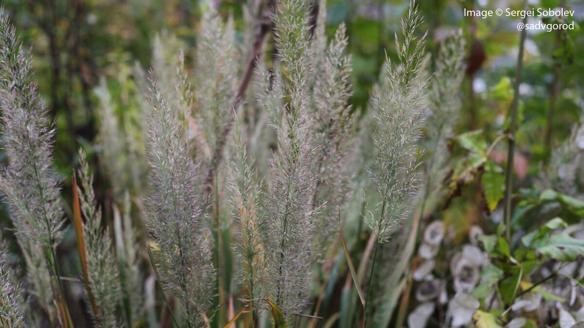 Вейник коротковолосистый в саду Сергея Соболева, Москва, блог  "Сад в город" dzen.ru/sadvgorod
