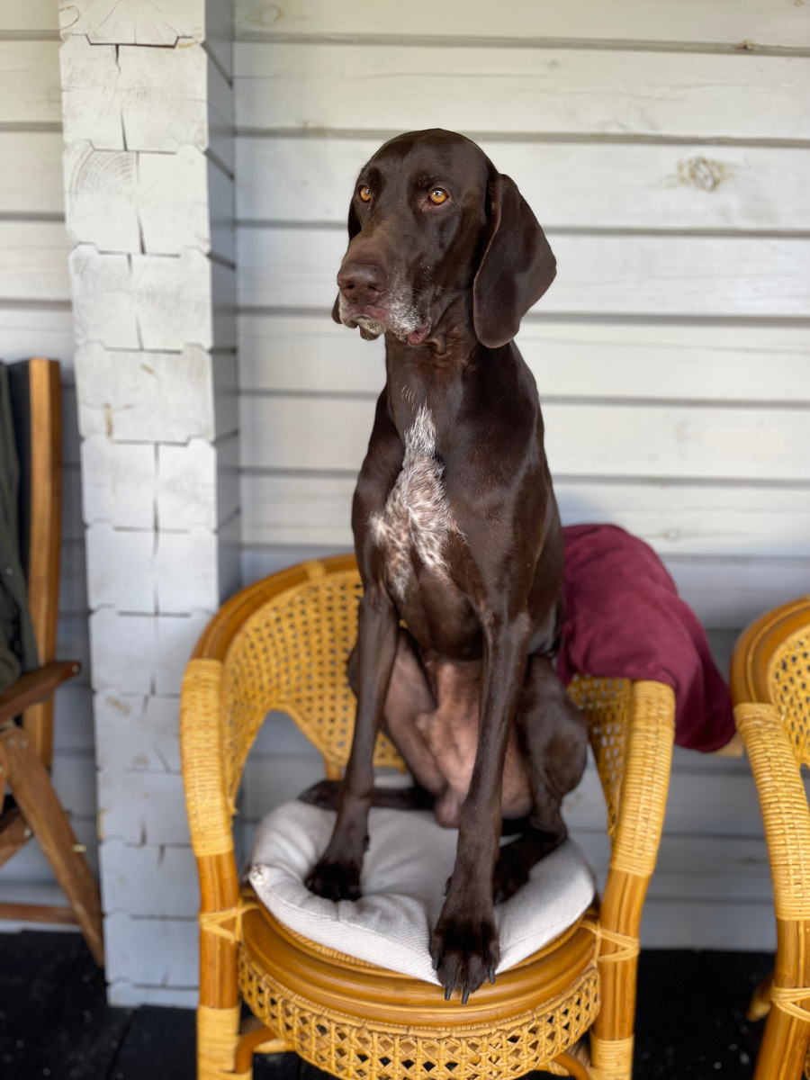 Курцхаар моего друга из uh.app 