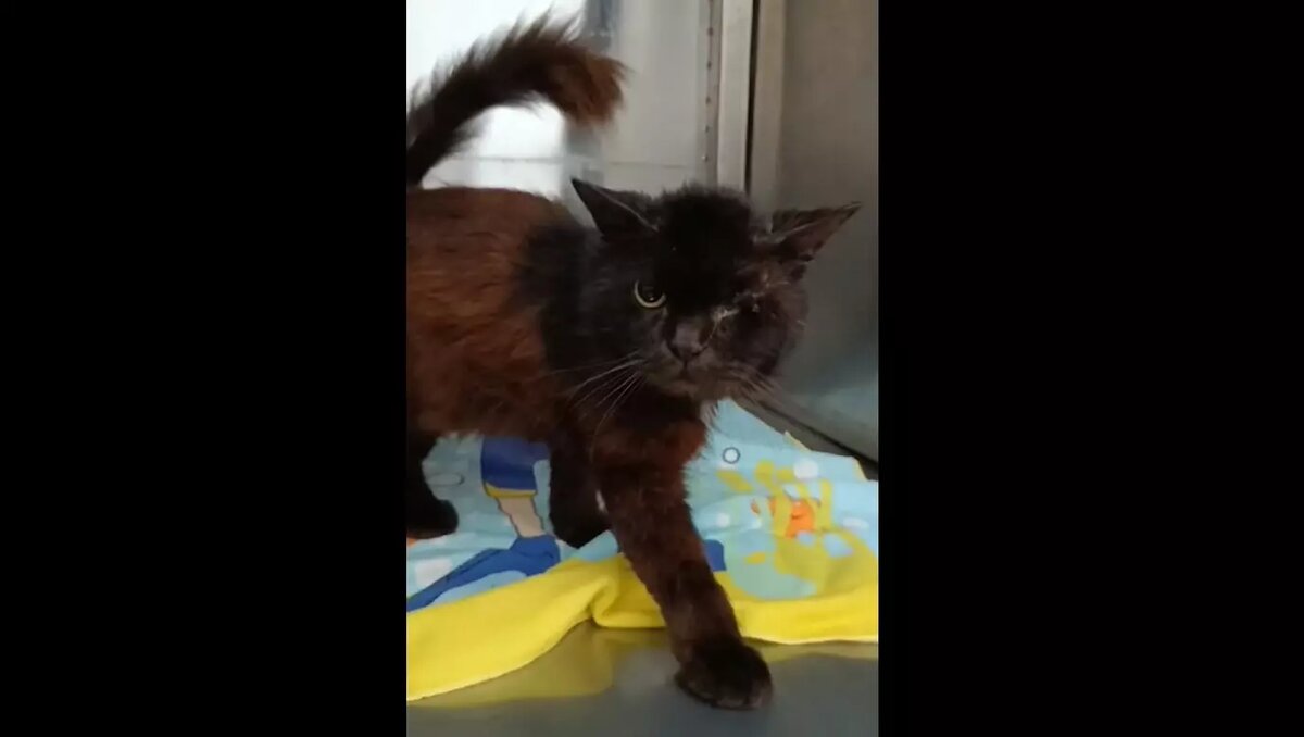     Источник: Котопесокафе «Мурррчим»