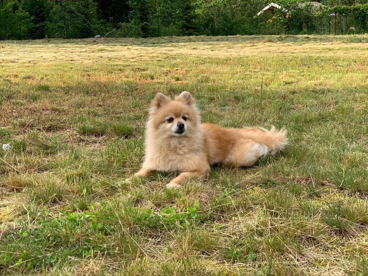 Буся обожает поездки на дачу