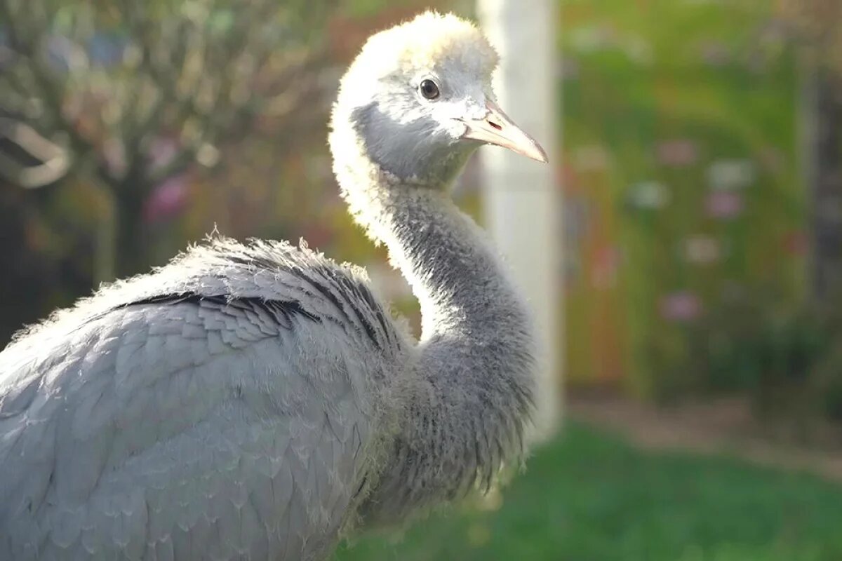    Райские красавки из Московского зоопарка стали родителями