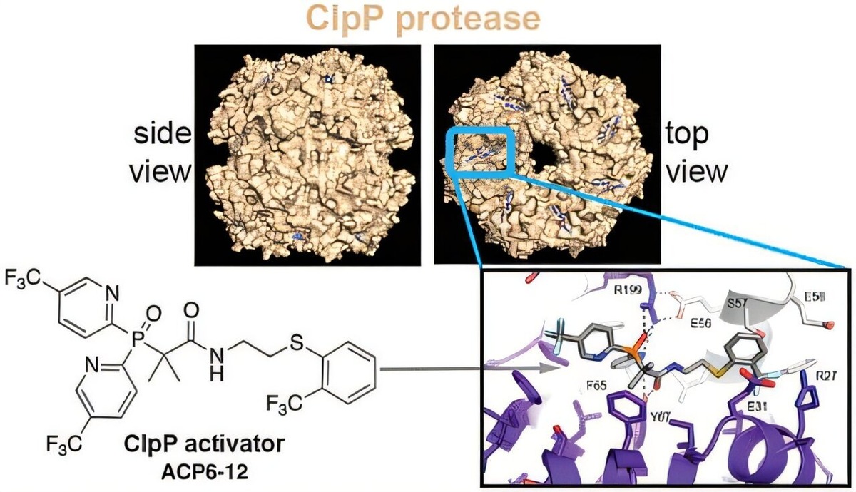    Journal of Medicinal Chemistry