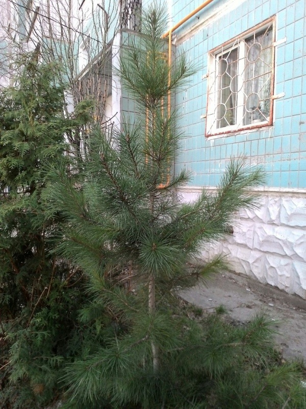 У одного из домов по улице Академика Завойского. Источник: https://vk.com/wall-100835310_1811