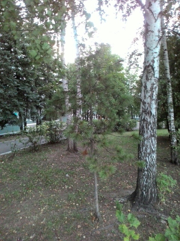 На территории республиканской клинической больницы.  Источник: https://vk.com/wall-100835310_1811