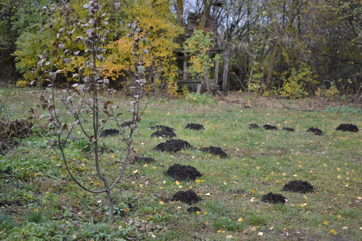 Галерея, листайте