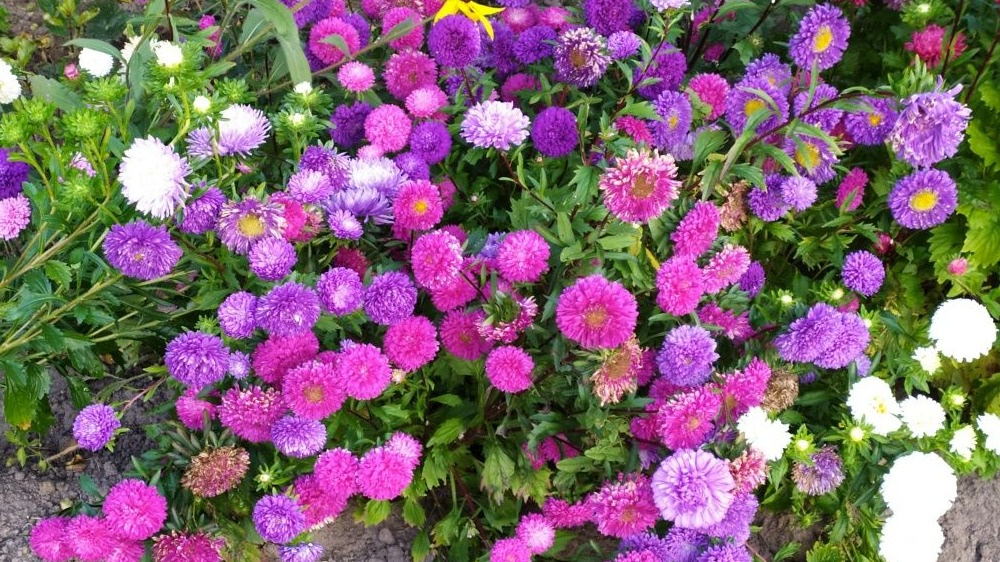 Вот что получается, если правильно посеять астры под зиму