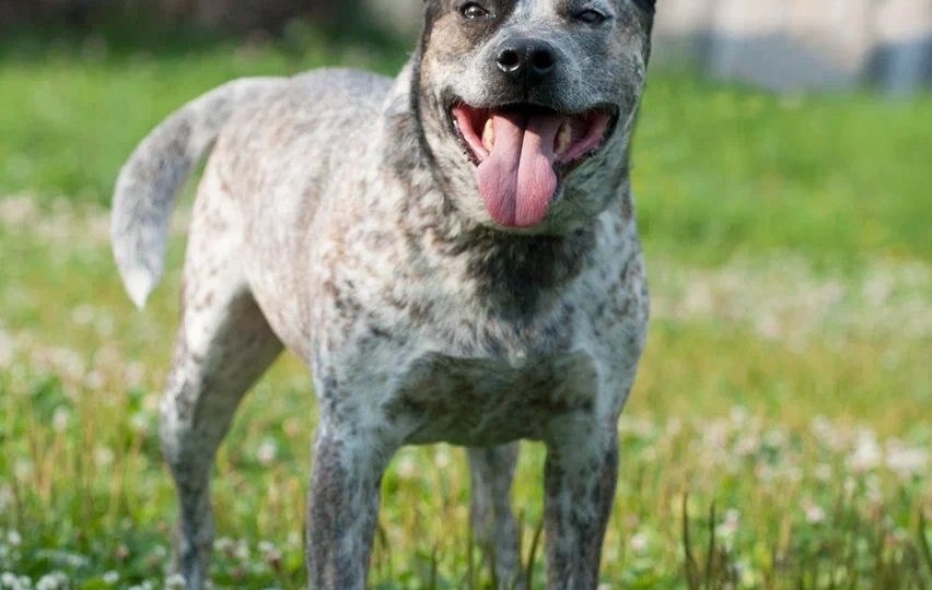 Этих собак бросил волонтёр-куратор. И теперь у них нет не только дома, но и даже хоть кого-то, кто бы о них позаботился