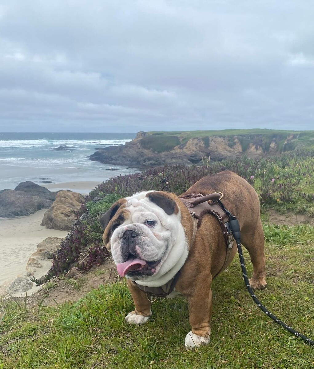 @khujo_the_bulldog