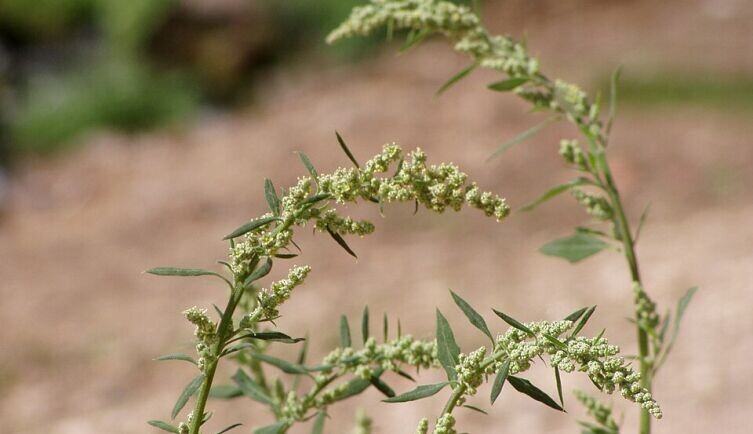    Что за растение - марь белая? Фото: Júlio Reis (Tintazul), по лицензии CC BY-SA 2.5