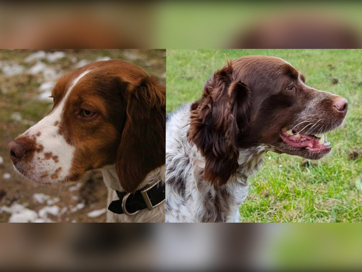     Слева голова бриттани, справа голова бретона, 2023 год