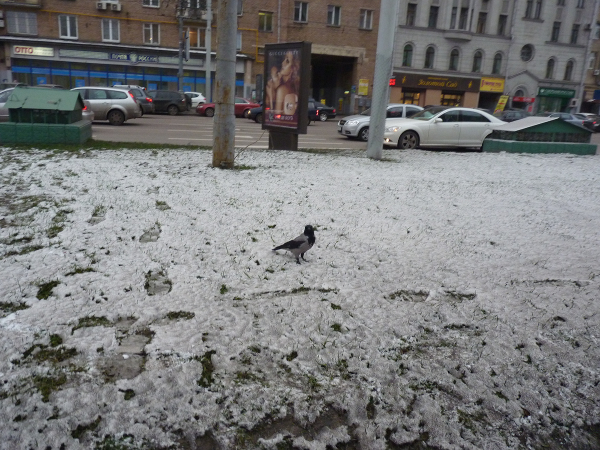 Вороны на Московских улицах стали обычным явлением