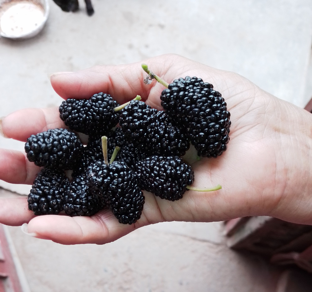 Такой величины у нас плоды шелковицы 