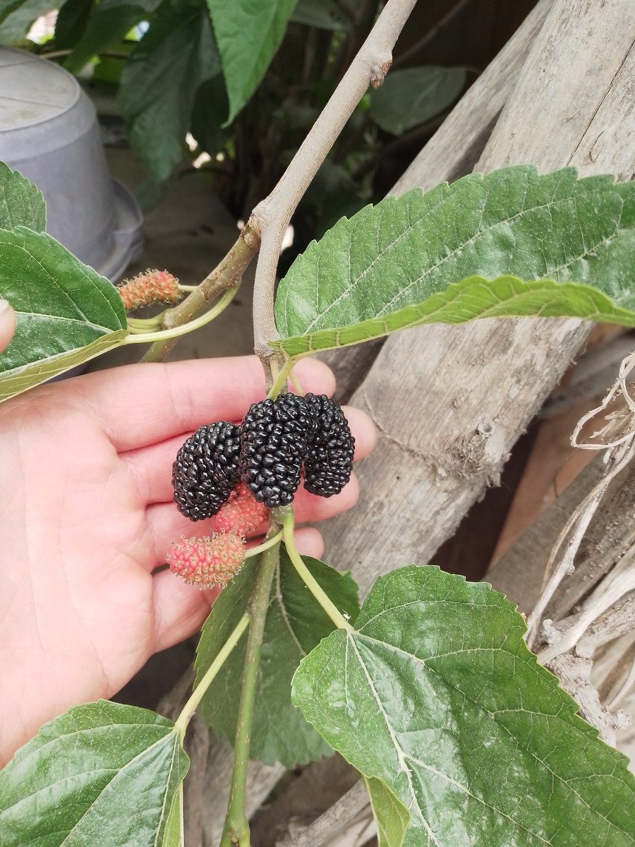 Шелковица на побережье Перу начинала цвести ещё осенью,но не созревала всю зиму из-за малого количества солнечных часов. С приходом весны шелковица начала быстро созревать.