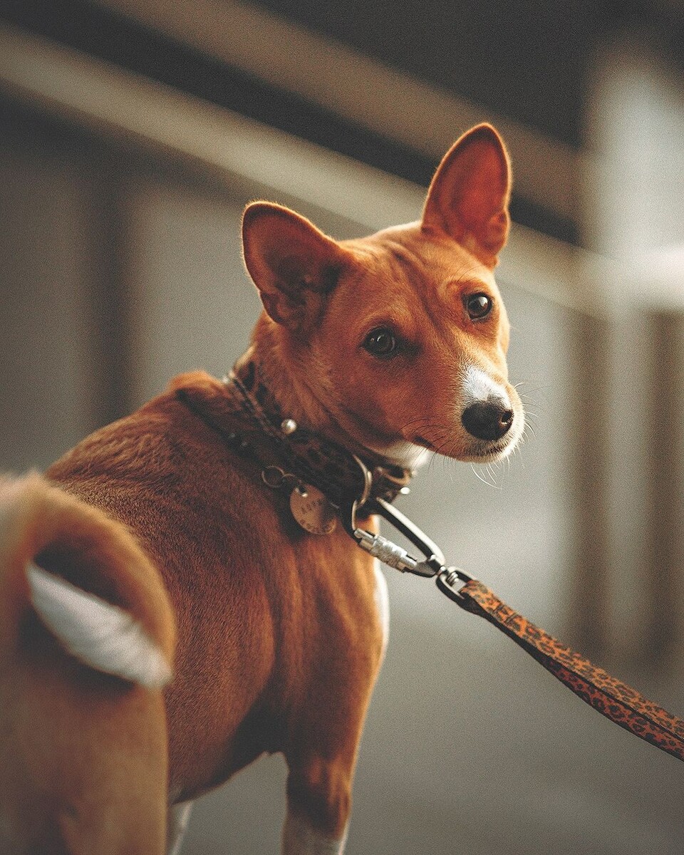@lora_basenji