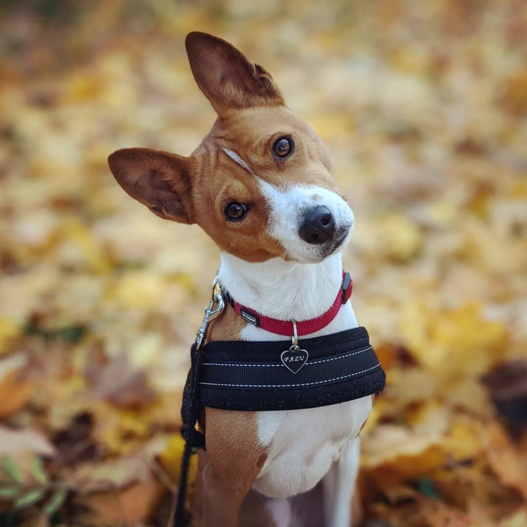 @pazubasenji