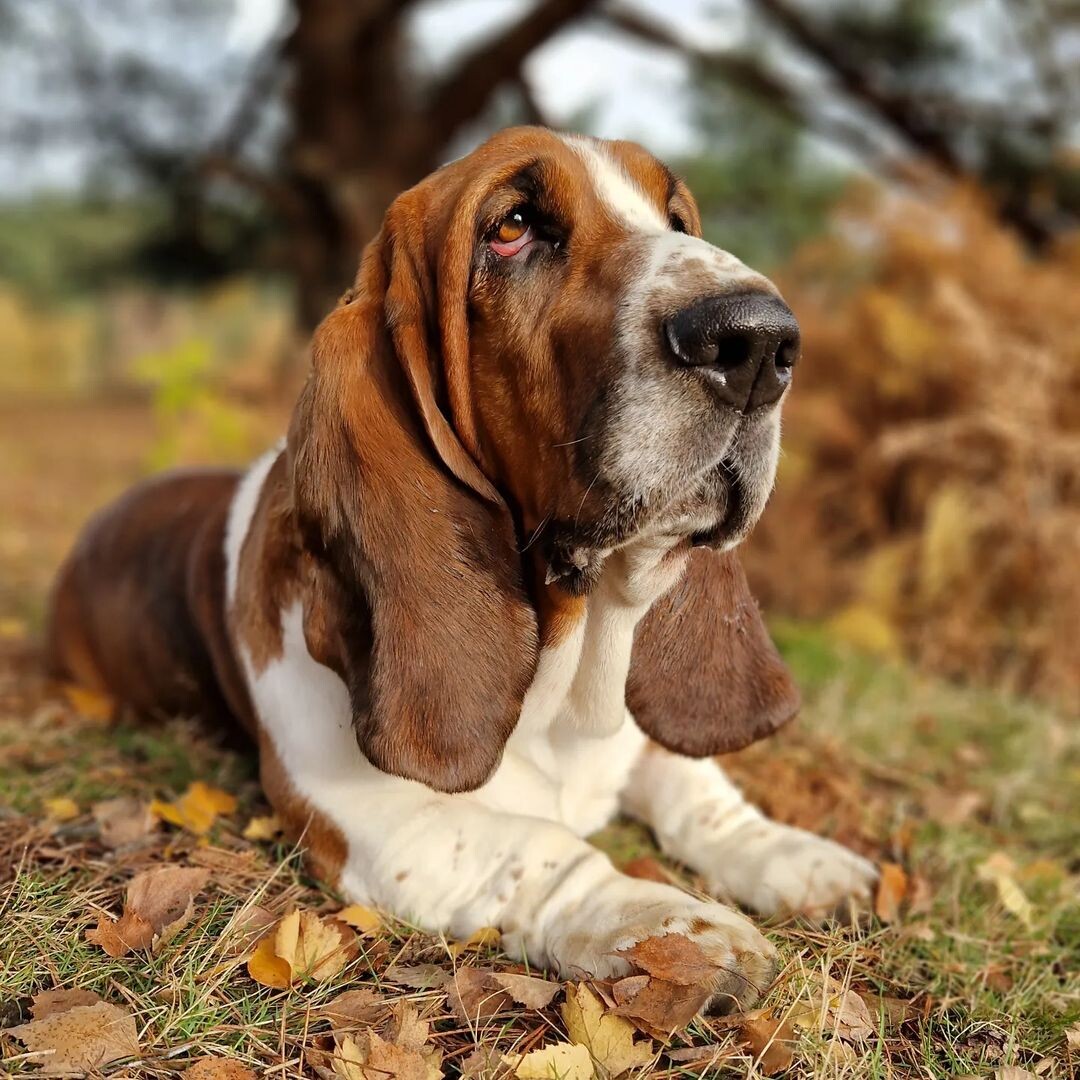 @stanley_the_basset_hound_uk