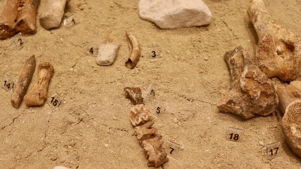 Кости слонов и бегемотов на Кипре в основном находят на стоянках древних людей.