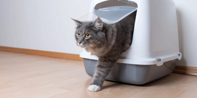 Фото предоставлено: Adobe Stock