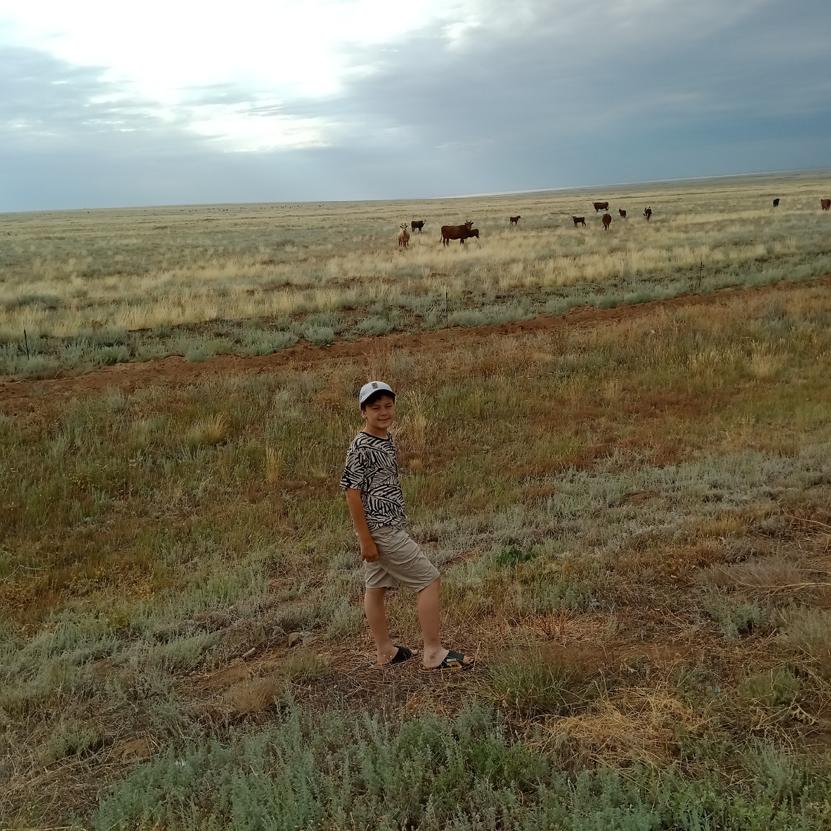 Это какая-то часть коров от большого стада