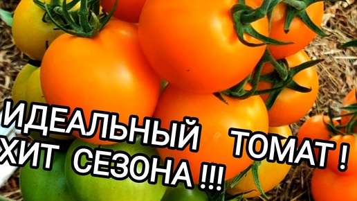 Самый вкусный ,урожайный и здоровый томат сезона 24. А какой красивый !!! БОМБА👈