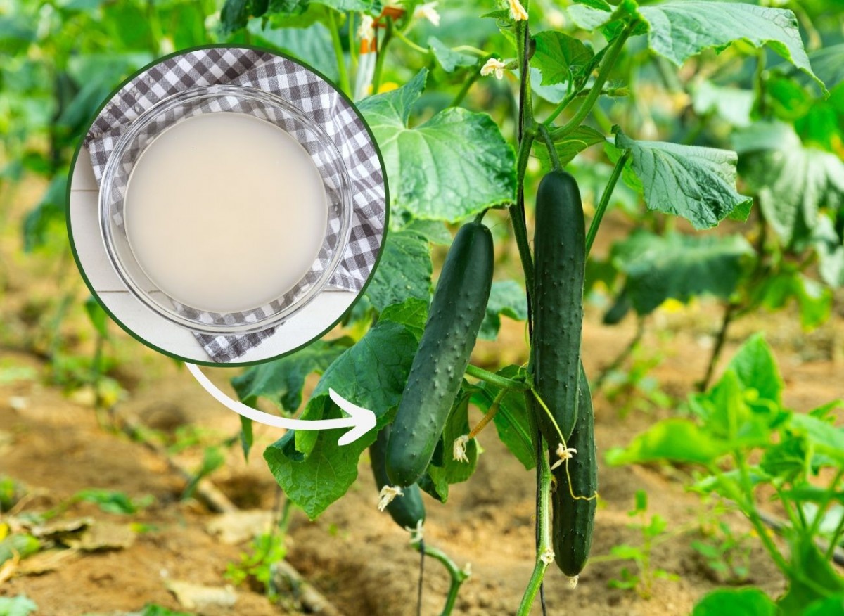 Изучите корейский метод выращивания огурцов