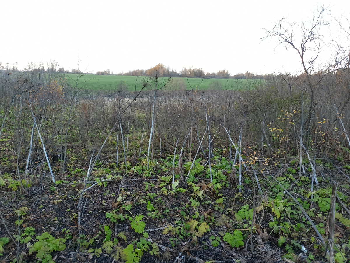 Так выглядит Митькин участок от дороги