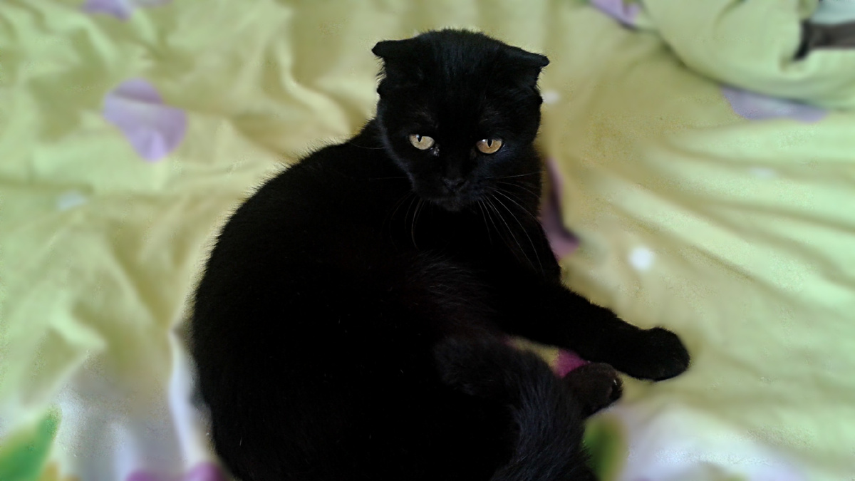 Кошечке 15 лет. Полежать - любимое занятие 