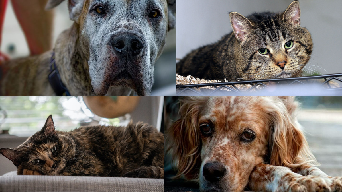 Животные тоже стареют