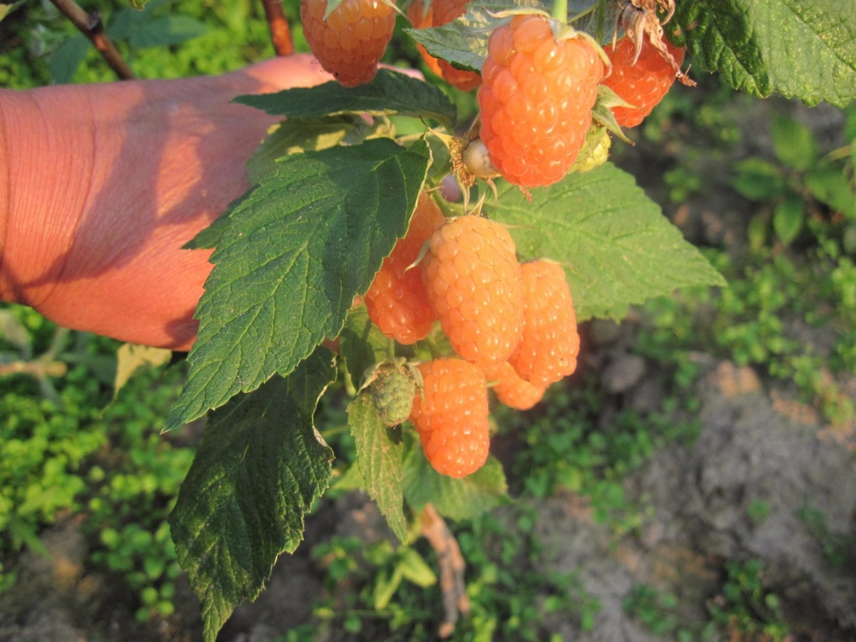 Абрикосовая