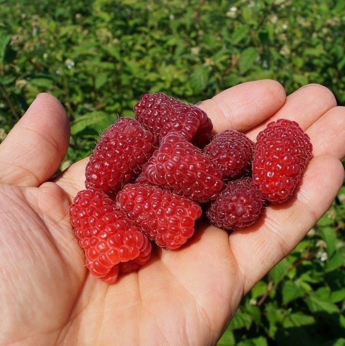 Карамелька.