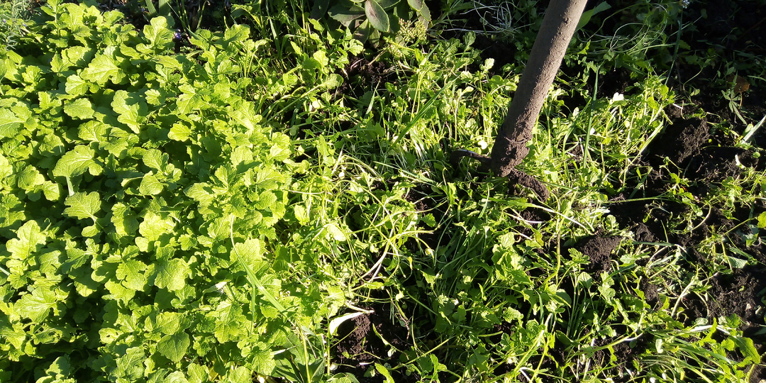 Посев горчицы осенью для улучшения почвы: сроки, правила, частые ошибки