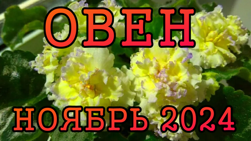 ОВЕН таро прогноз на НОЯБРЬ 2024 года.