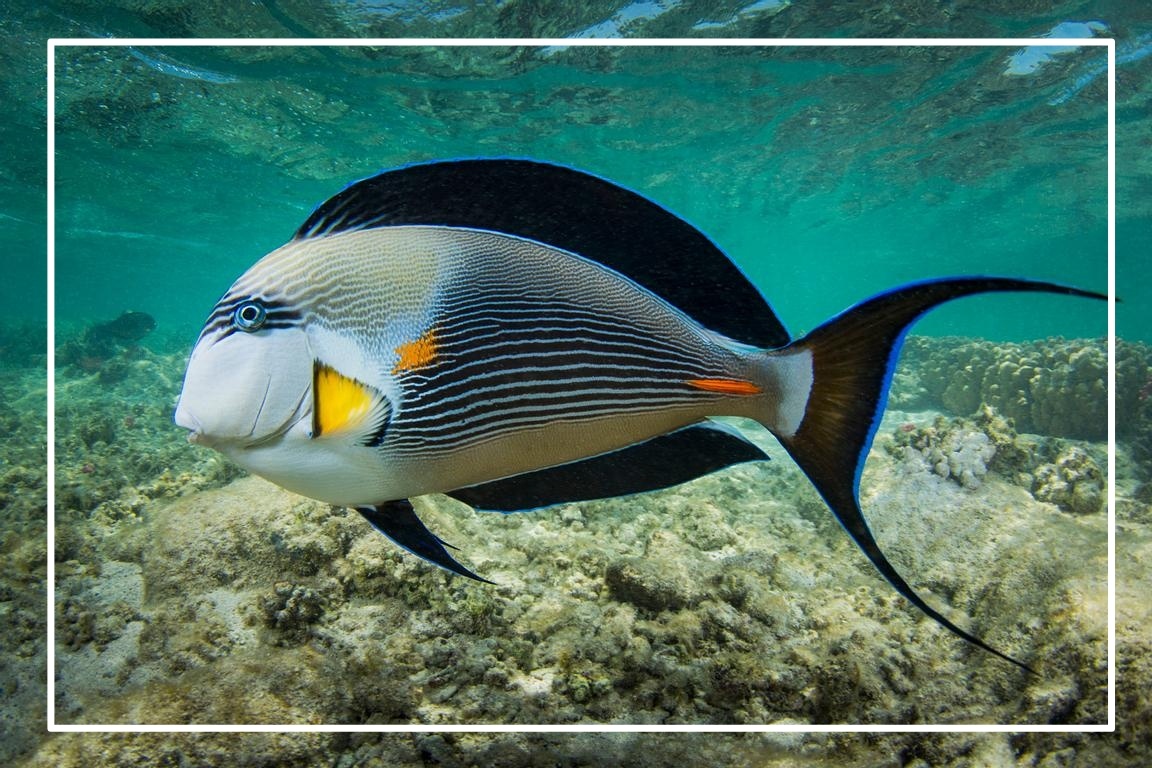 Рыба-хирург