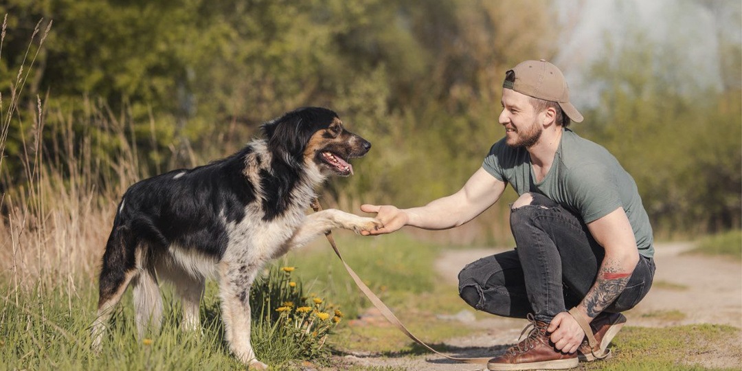В Москве спасли пса-аристократа, который бродяжничал год