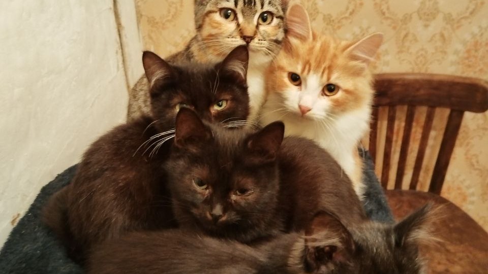 Новости по котятам, которых мы забрали с участка, где мужчина развел настоящее кладбище. Выжили не все