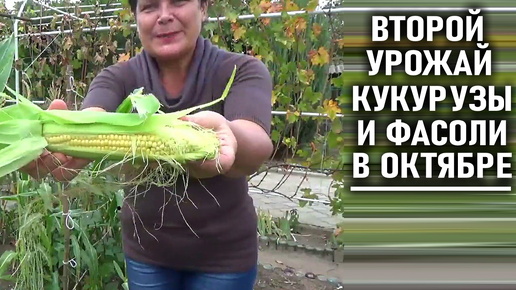 Второй урожай фасоли а также свежая кукуруза в октябре Видеоотчет