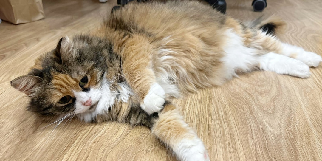 Ласковая Стешенька дважды потеряла любимых людей.