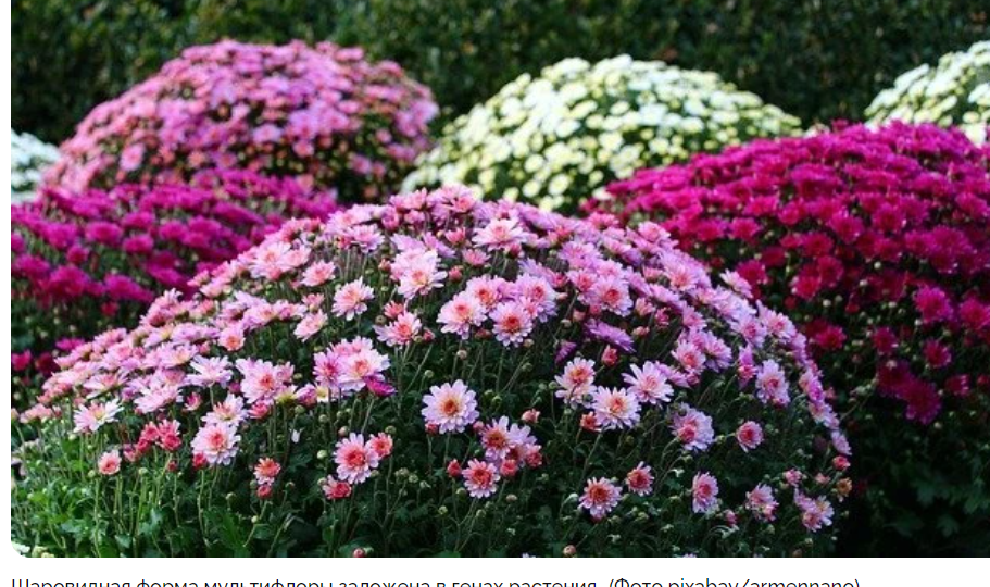 Как устроить зимовку для хризантемы мультифлоры