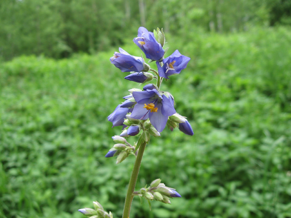 Синюха голубая