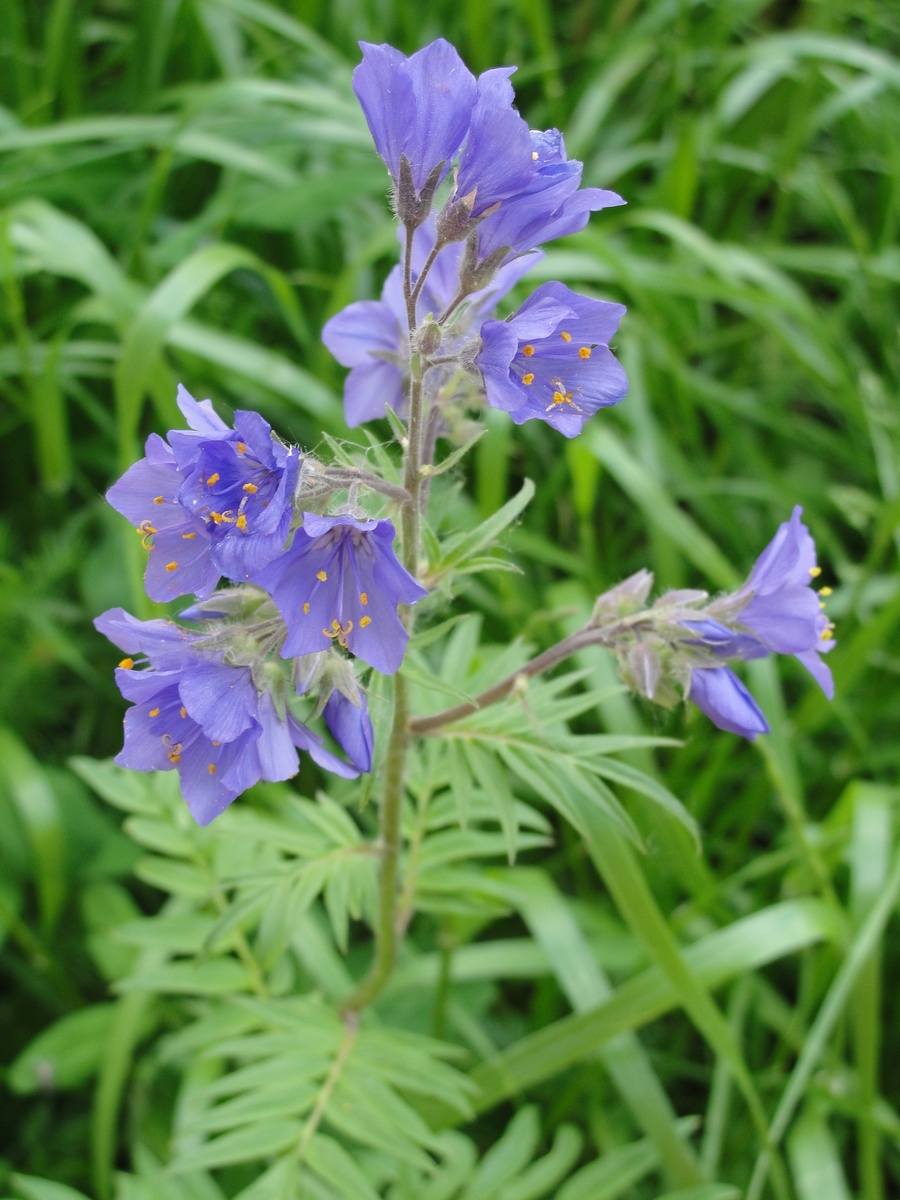 Синюха голубая