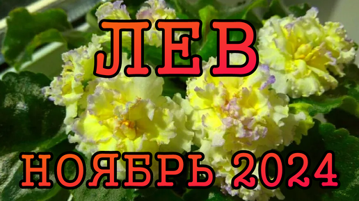 ЛЕВ таро прогноз на НОЯБРЬ 2024 года.