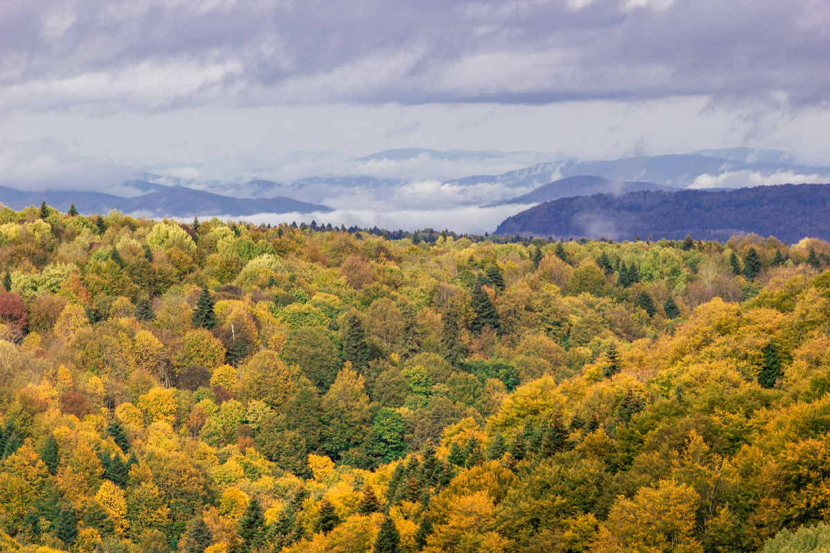 Осенний бархат лесов вблизи плато Лаго-Наки 