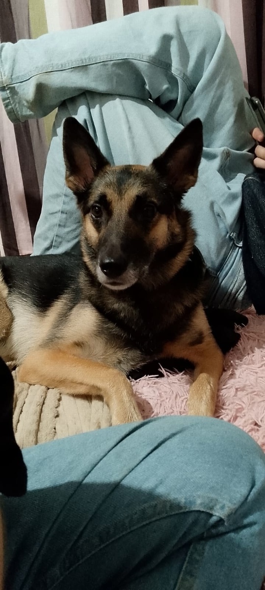 Фото с телефона по моей просьбе. Здесь Мэй уже у новых хозяев.