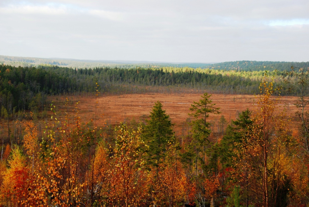 Растительный мир заповедника Костомукшский 