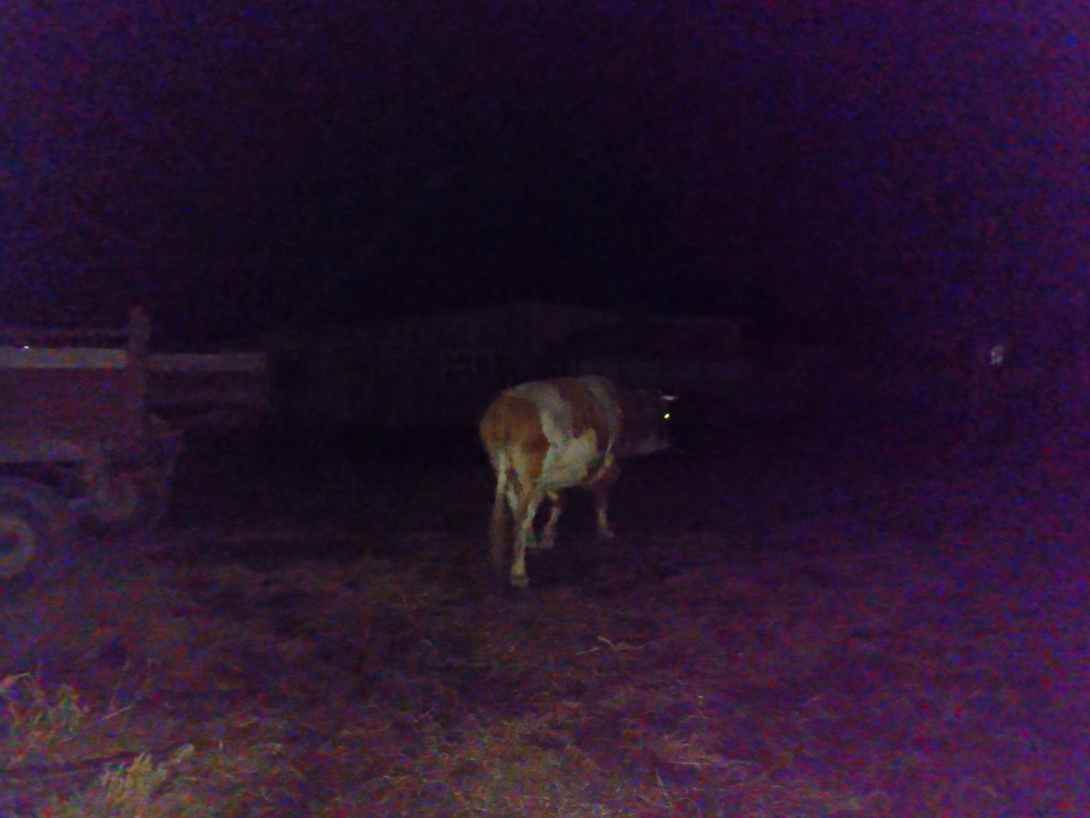 Гаврюша, как истинный джентльмен проводил даму до дома и ушел. 🤣