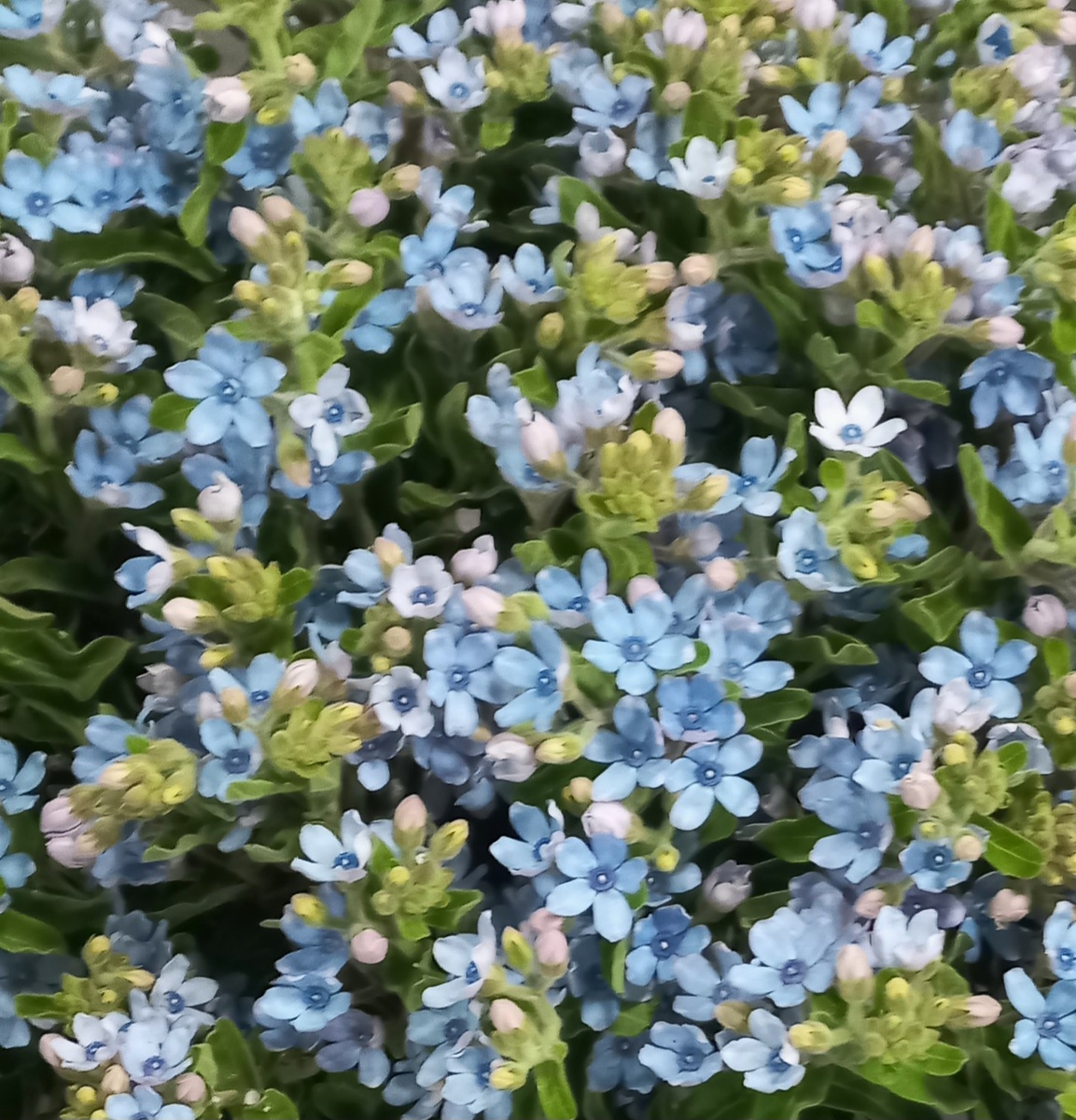 Фото автора. Цветок - оксипеталум. Как незабудки, да?