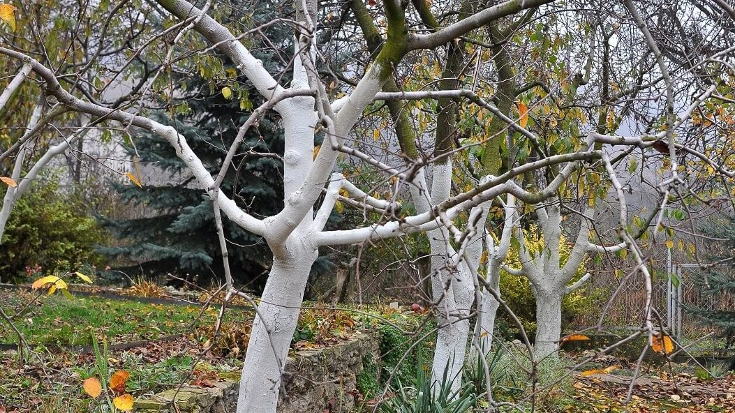 Побеленные деревья в саду - не только красиво, но и полезно для здоровья растений.
